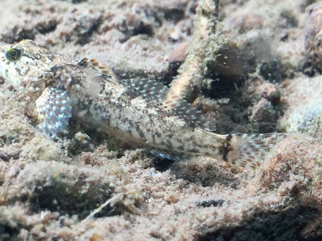 Paiute Sculpin from Nevada, Tahoe National Forest, UC Natural Reserve ...