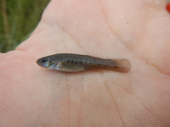 Fundulus pulvereus