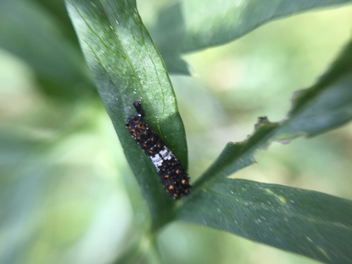 iNaturalist observation photo of Anise Swallowtail