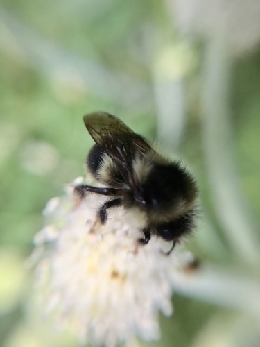 iNaturalist observation photo of Bumble Bees
