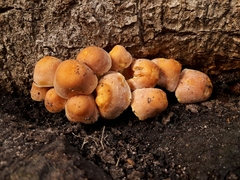 Hypholoma fasciculare