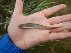 Gobionellus oceanicus