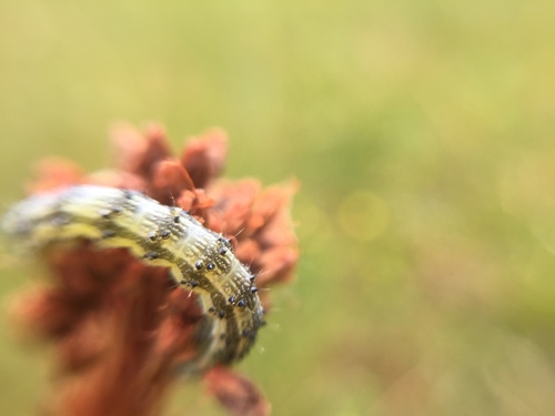 iNaturalist observation photo of Heliothinae