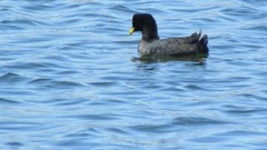 Fulica armillata