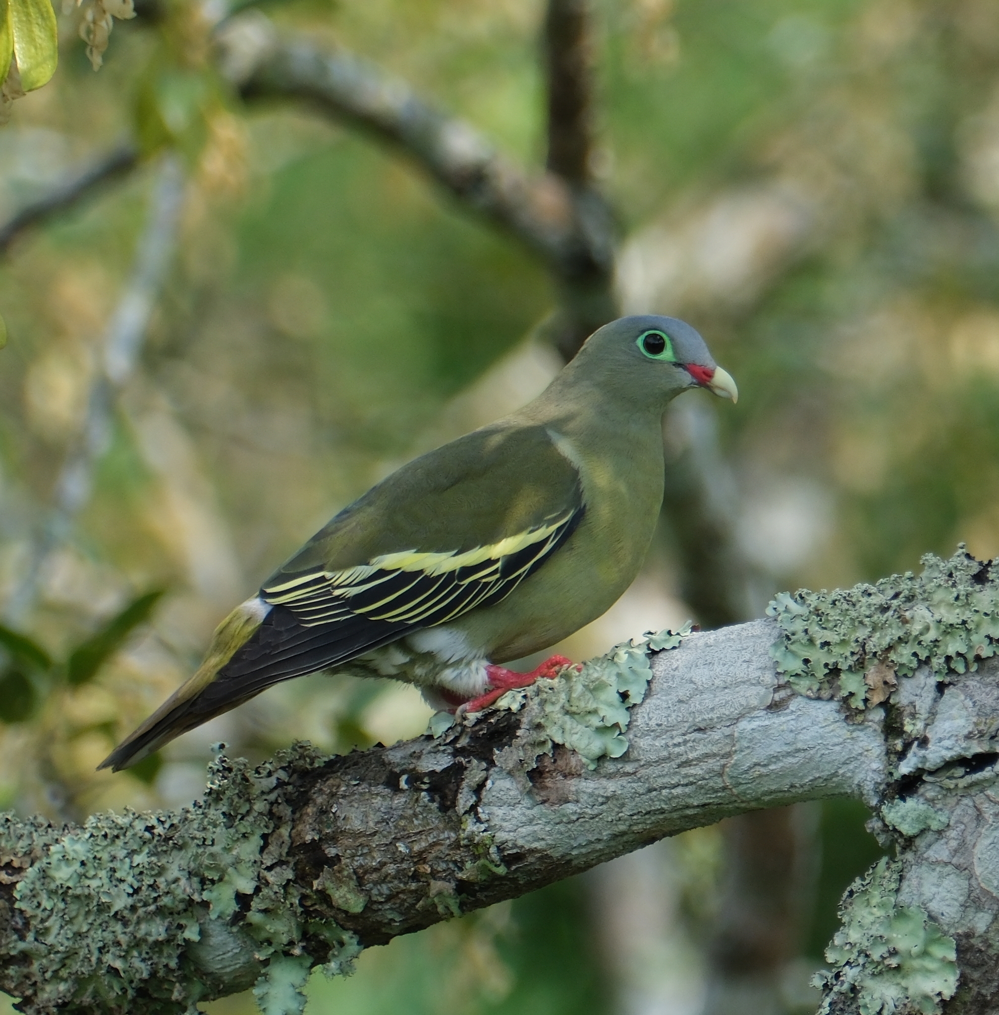Thick-billed Green Pigeon