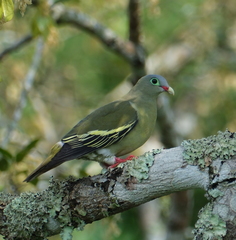 Thick-Billed Green Pigeon photo 2