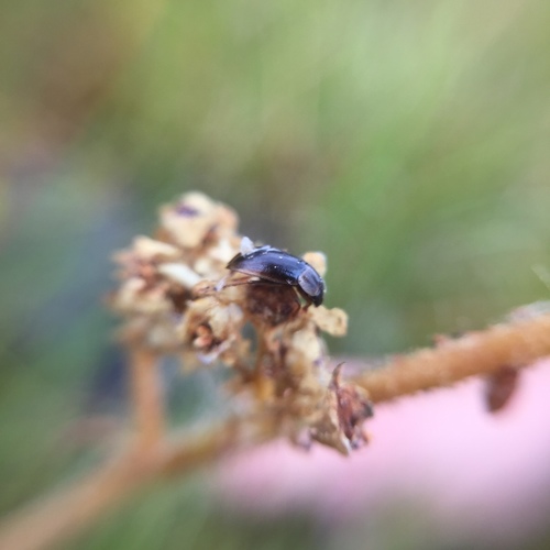 iNaturalist observation photo of Beetles