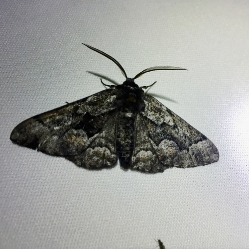 iNaturalist observation photo of Phaeoura mexicanaria