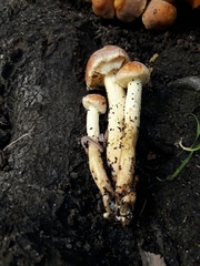 Hypholoma fasciculare