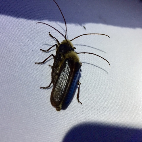 iNaturalist observation photo of Hairy Pine Borer