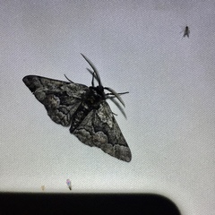 Phaeoura mexicanaria
