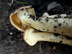 Hypholoma fasciculare