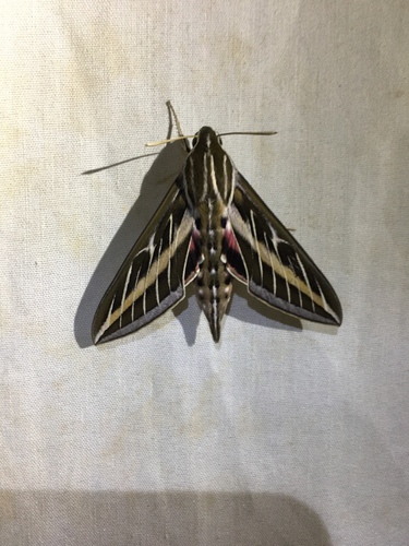 iNaturalist observation photo of White-lined Sphinx