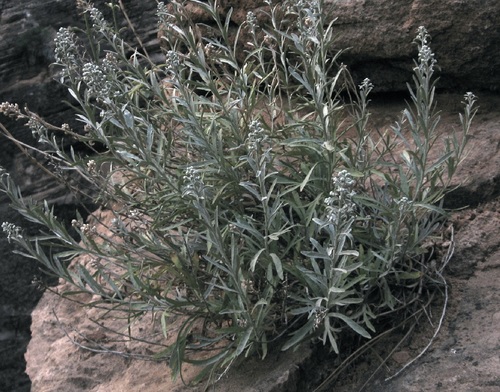 Zion chickensage (Sphaeromeria ruthiae)