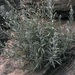 Artemisia ruthiae - Photo (c) Walter Fertig,  זכויות יוצרים חלקיות (CC BY-NC), uploaded by Walter Fertig