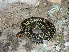 Lampropeltis splendida