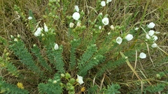 Linum monogynum