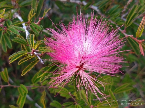 Image of Calliandra selloi by (c) Ronald Péret, some rights reserved (CC BY)