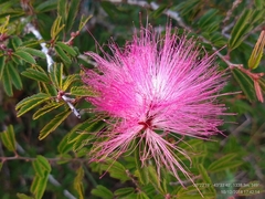 Calliandra selloi