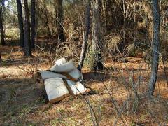 Micrurus tener tener