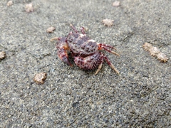 Pilumnoides perlatus