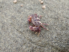 Pilumnoides perlatus