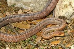 Pantherophis bairdi