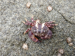 Pilumnoides perlatus