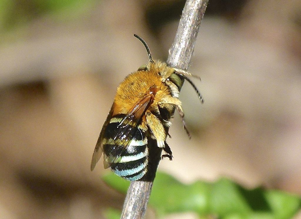 Amegilla cingulata
