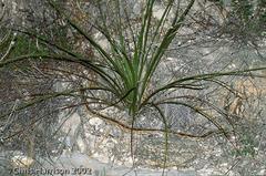 Bogertophis subocularis subocularis