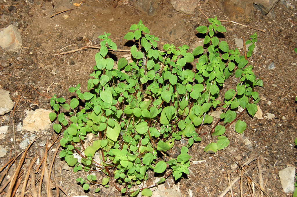 Parietaria micrantha (Parietaria micrantha)