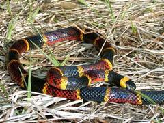 Micrurus tener tener