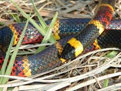 Micrurus tener tener