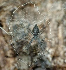 Argiope ocyaloides