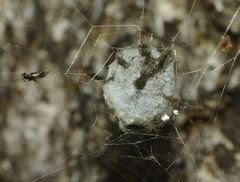 Argiope ocyaloides