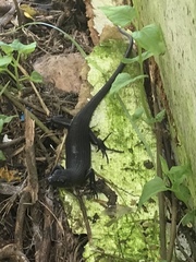 Emoia nigra