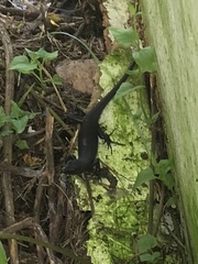 Emoia nigra