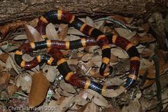 Micrurus tener tener