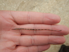 Syngnathus louisianae