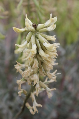 Astragalus oxyphysus