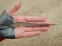 Gobionellus oceanicus