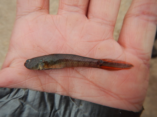 Evorthodus lyricus