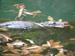 Crocodylus moreletii