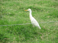 Bubulcus ibis