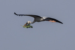 Asian Openbill photo 5