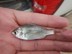 Eucinostomus gula