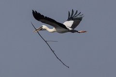 Asian Openbill photo 4