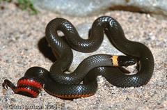 Diadophis punctatus regalis