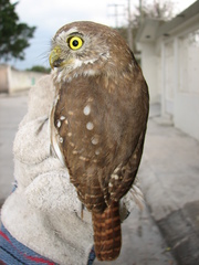 Glaucidium brasilianum