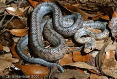 Pantherophis bairdi
